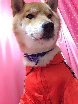 ｡oO小♥主Oo｡主播照片