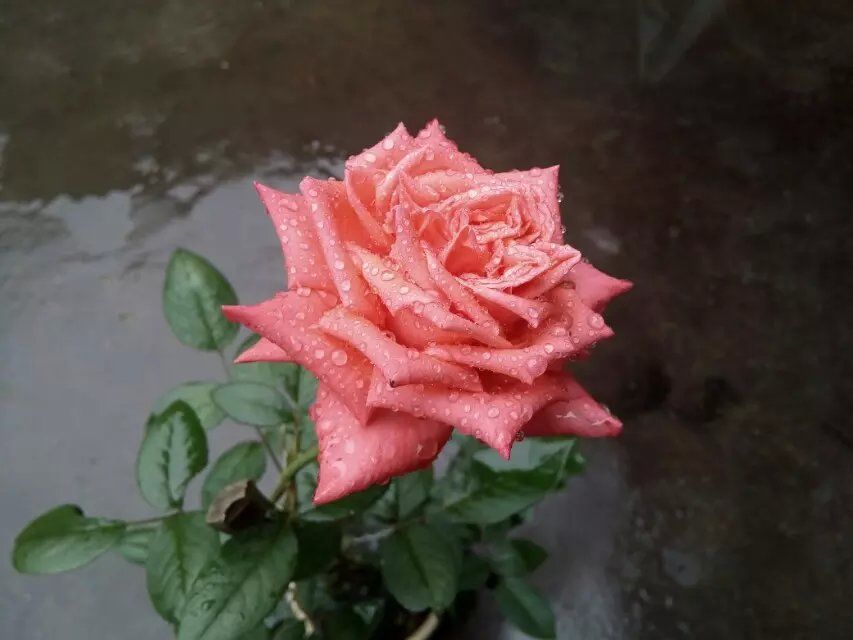 ☔雨✨神☔的主播照片