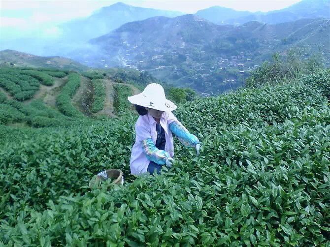 ♨️じ★╮茶香哥哥✿的主播照片