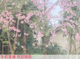 ┎皇朝⚜四川琳儿♒︎主播照片