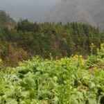 山區小城鎮的头像