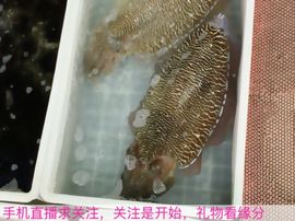 😱……主播照片