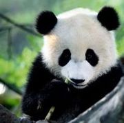 灬小熊猫的头像