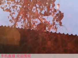 苏苏贼美&amp;主播照片