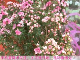 😱……主播照片