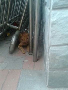 淡淡的~愁怅主播照片