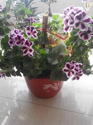 じ紫涵づ的主播照片