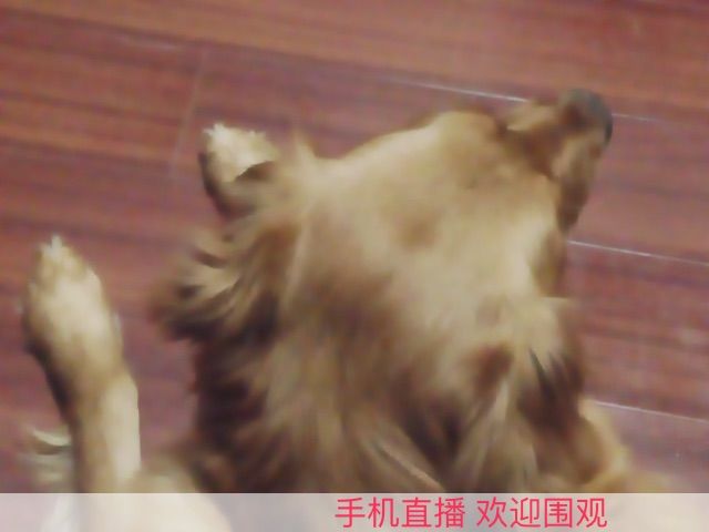 【肉肉】的主播照片