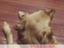 【肉肉】主播照片
