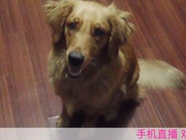 【肉肉】主播照片