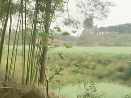 小花儿♥主播照片