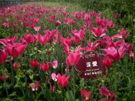 新哥197097主播照片