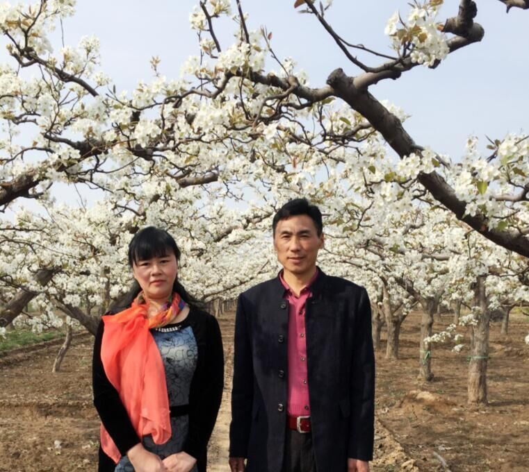 梨花不再期待的图片