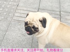 😱……主播照片