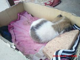 云中漫步mgzyg主播照片