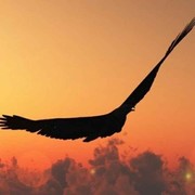 美女总让我萧魂