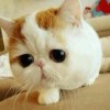 陌生人、仅此而已ry