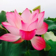 微信_1423743的头像