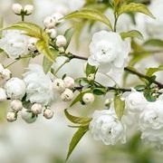 樱花の醉