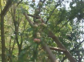 小花儿♥主播照片