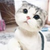 超级玛丽g