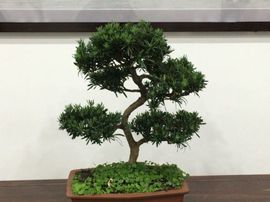 冬寒飞雪、主播照片