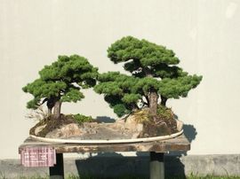 冬寒飞雪、主播照片