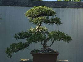 冬寒飞雪、主播照片