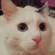 猫猫小妮妮海报
