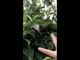 呆着的小兔子主播照片
