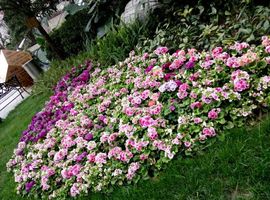 傲狐🌹主播照片