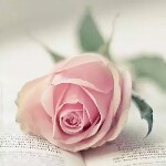 🌻闹闹家小阿姨🌻