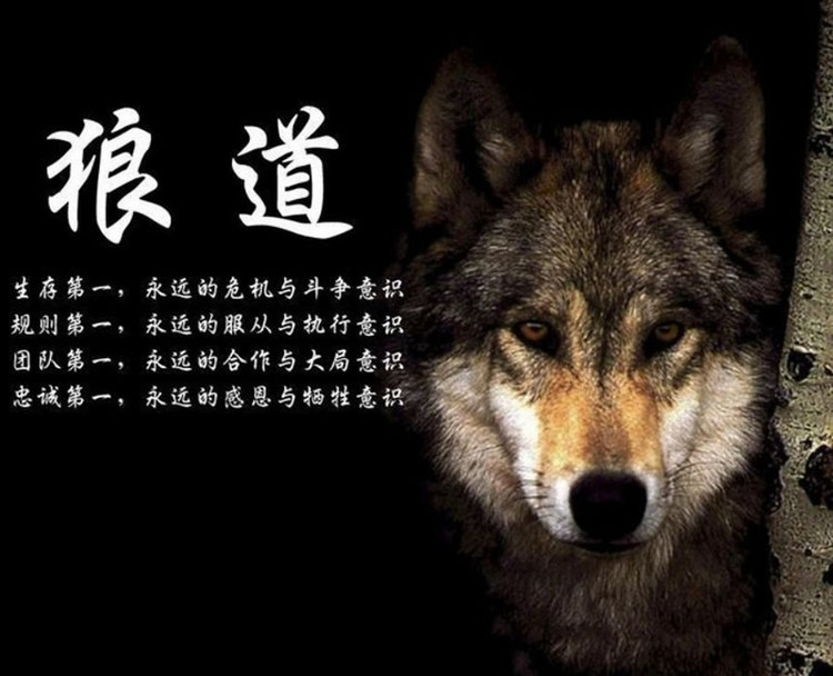 狼性不灭的主播照片