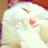 吉祥。镜像
