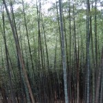 岩城黑狐