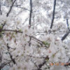 爆家军团，蓝色之恋海报