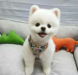 习惯痛到至及リr主播照片