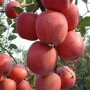 阳光🍎的头像