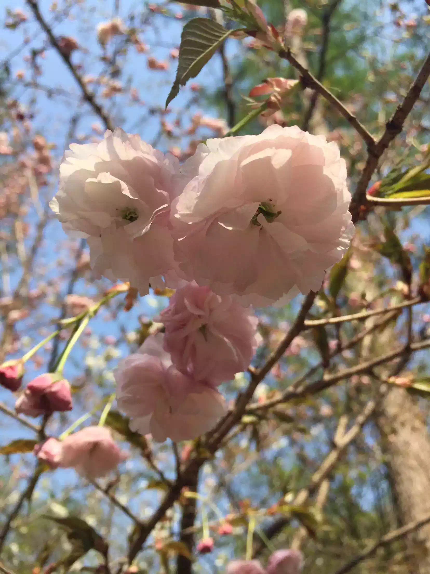 ●泡泡浴💕球球的主播照片