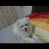 雪hq海报