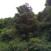 一颗心（啊俊）