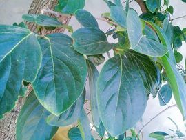 ✨媳婦⭐求🌙帶走✨主播照片