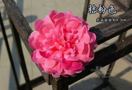 有点美美哒主播照片