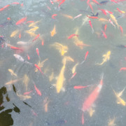 叫我风哥