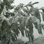 翔翎🍁不离