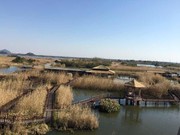 陈明枫