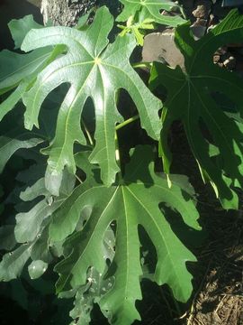 ✨媳婦⭐求🌙帶走✨主播照片