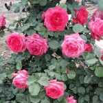 12zql12