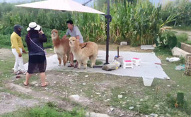 習慣有妮主播照片