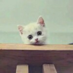 荣成！